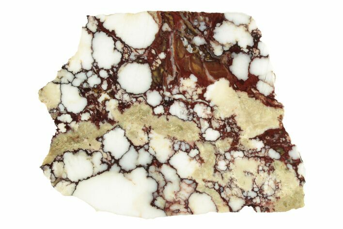Polished Wild Horse Magnesite Section - Arizona #264037
